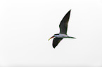 flying African Skimmer