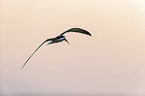 flying African Skimmer