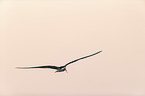 flying African Skimmer