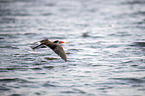 African Skimmer