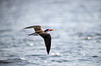 flying African Skimmer