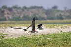 flying African Skimmer