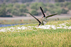 flying African Skimmer