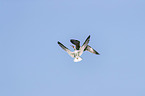flying African Skimmer
