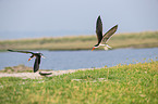 African Skimmer