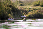 flying African Skimmer