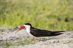 African Skimmer