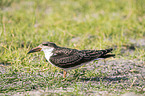 African Skimmer