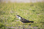 African Skimmer