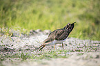 African Skimmer