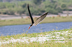 flying African Skimmer