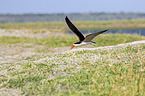 flying African Skimmer