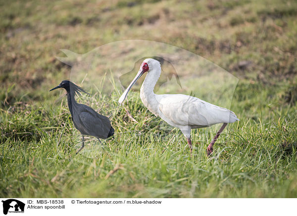 Afrikanischer Lffler / African spoonbill / MBS-18538