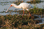 African spoonbill