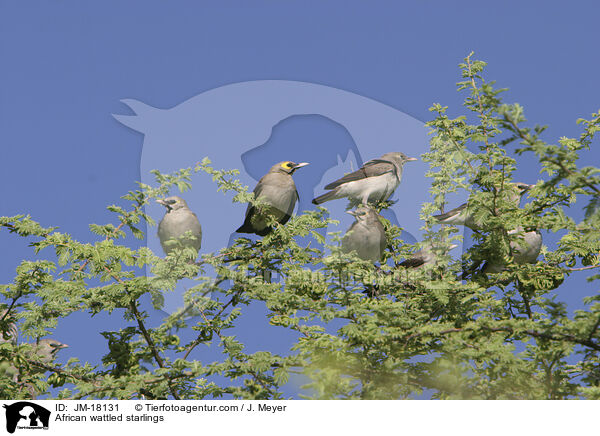 African wattled starlings / JM-18131