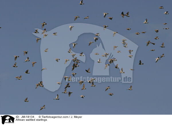 Lappenstare / African wattled starlings / JM-18134