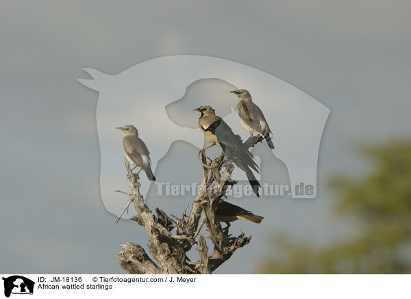 African wattled starlings / JM-18136