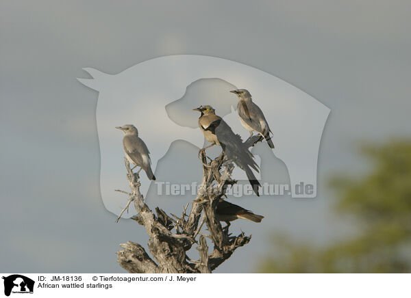 Lappenstare / African wattled starlings / JM-18136