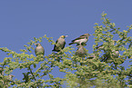 African wattled starlings