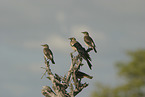 African wattled starlings