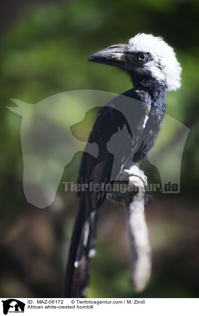 African white-crested hornbill / MAZ-06172