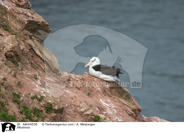 Albatross / AM-04536