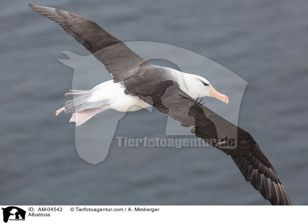 Albatros / Albatross / AM-04542