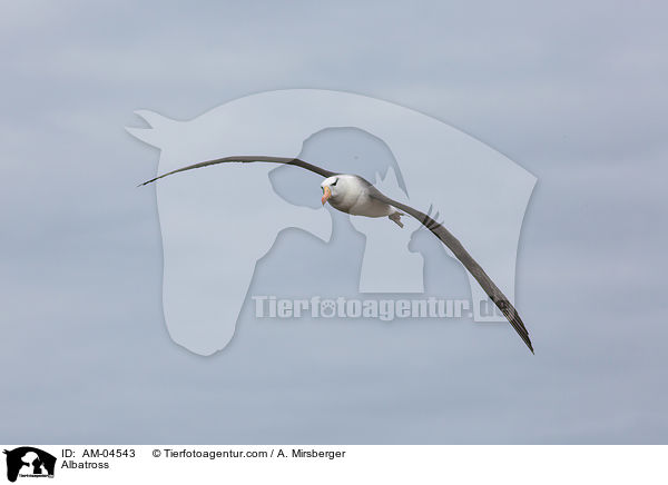 Albatros / Albatross / AM-04543
