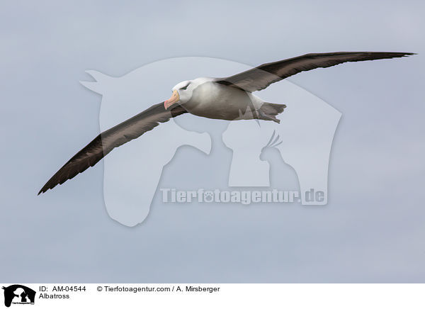 Albatros / Albatross / AM-04544