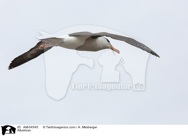Albatros / Albatross / AM-04545