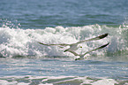 flying Albatrosses
