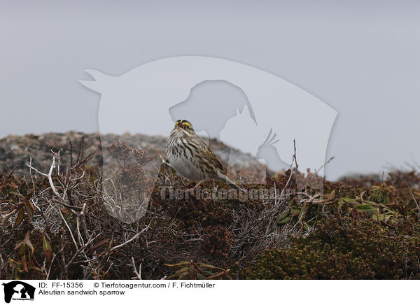 Aleutian sandwich sparrow / FF-15356
