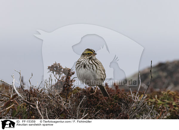 Grasammer / Aleutian sandwich sparrow / FF-15359