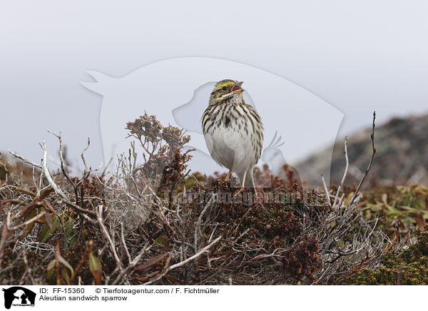 Grasammer / Aleutian sandwich sparrow / FF-15360