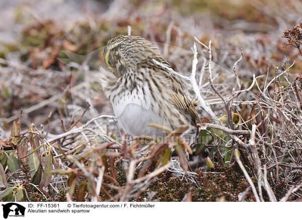 Grasammer / Aleutian sandwich sparrow / FF-15361