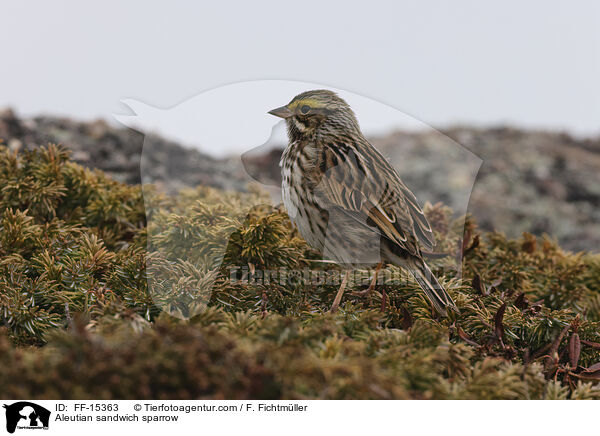 Grasammer / Aleutian sandwich sparrow / FF-15363