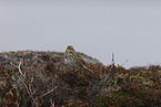 Aleutian sandwich sparrow