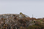 Aleutian sandwich sparrow