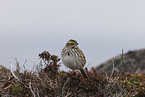 Aleutian sandwich sparrow