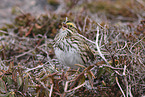 Aleutian sandwich sparrow