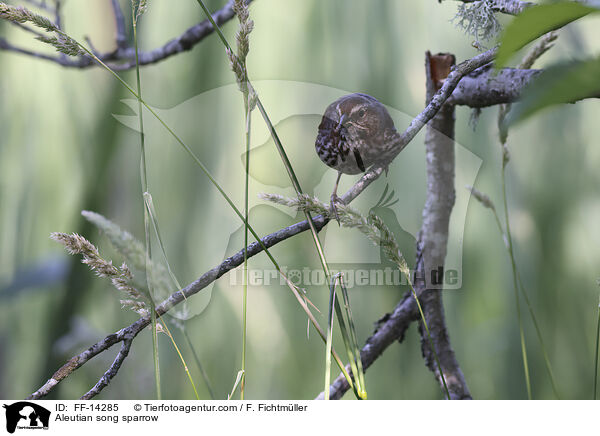 Singammer / Aleutian song sparrow / FF-14285