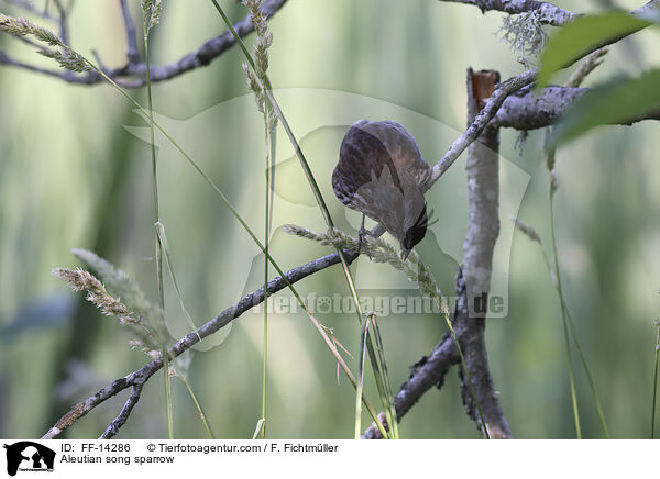 Aleutian song sparrow / FF-14286