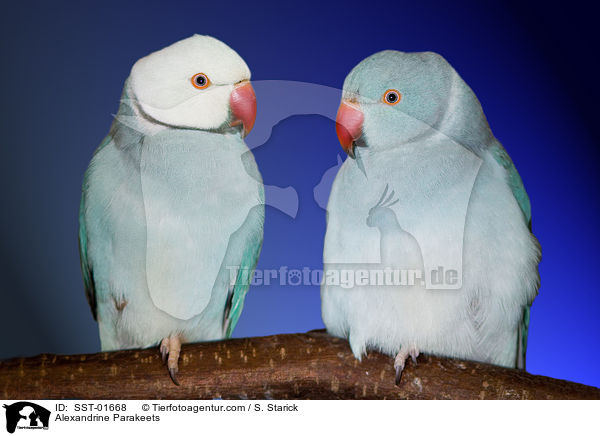 Alexandrine Parakeets / SST-01668