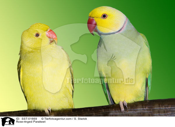 Halsbandsittich / Rose-ringed Parakeet / SST-01669