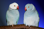 Alexandrine Parakeets