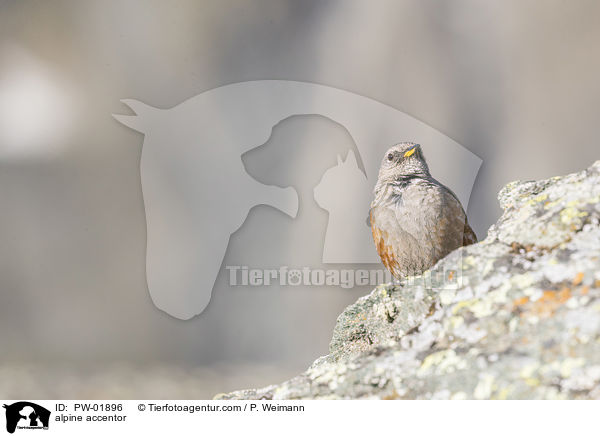 Alpenbraunelle / alpine accentor / PW-01896