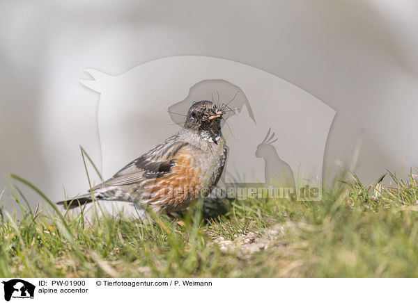 alpine accentor / PW-01900