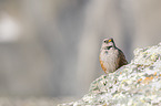 alpine accentor