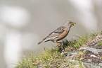 alpine accentor