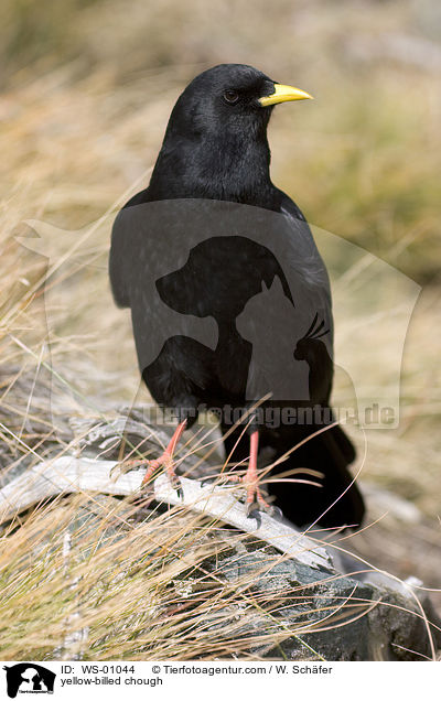 yellow-billed chough / WS-01044